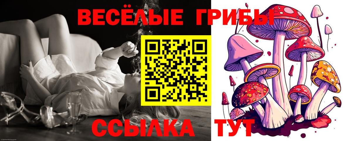 Галлюциногенные грибы Psilocybe Вольск